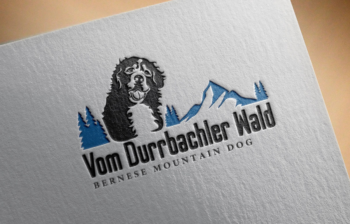 Bernese Mountain Dog