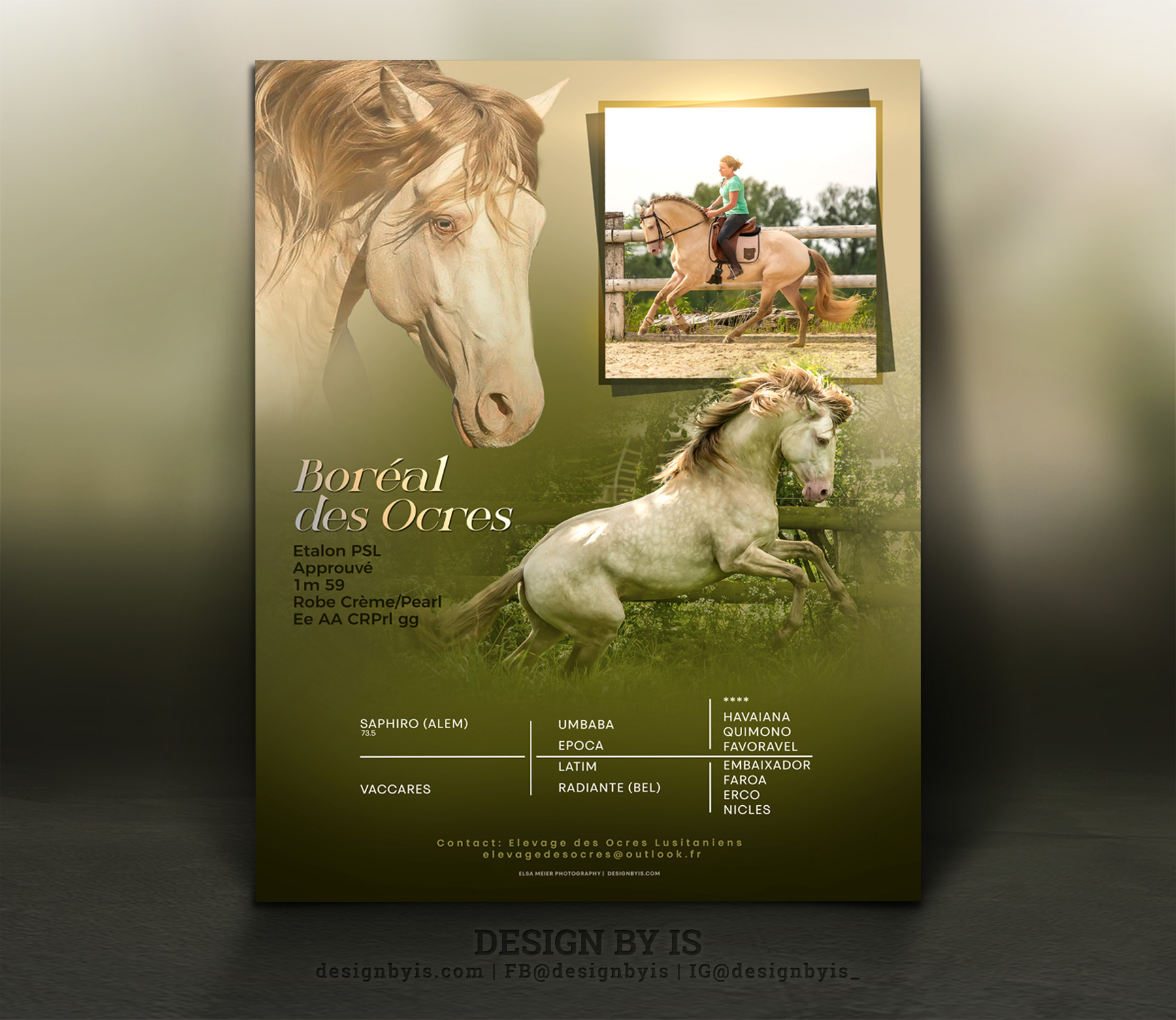 Stallion Presentation. Horse flyer