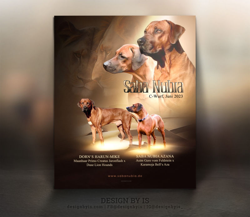 Rhodesian Ridgeback litter presentation