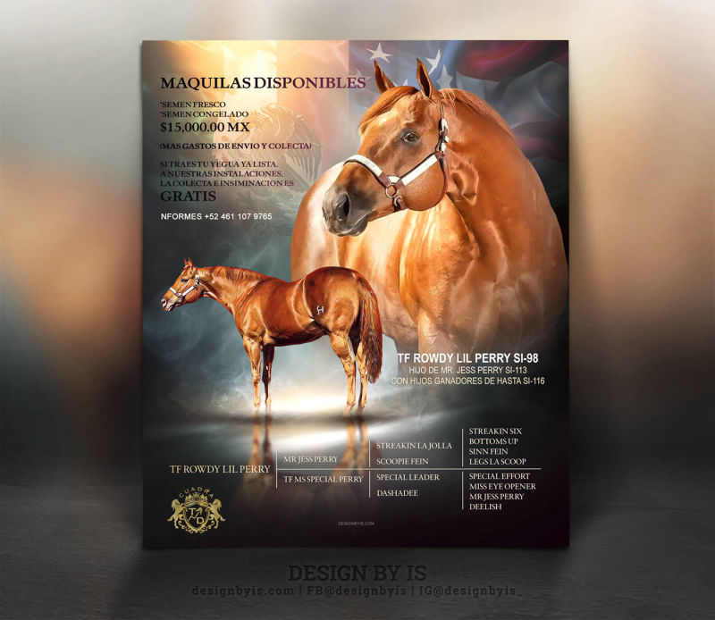 Equine Ads, horse graphics, Stallion Flyers
