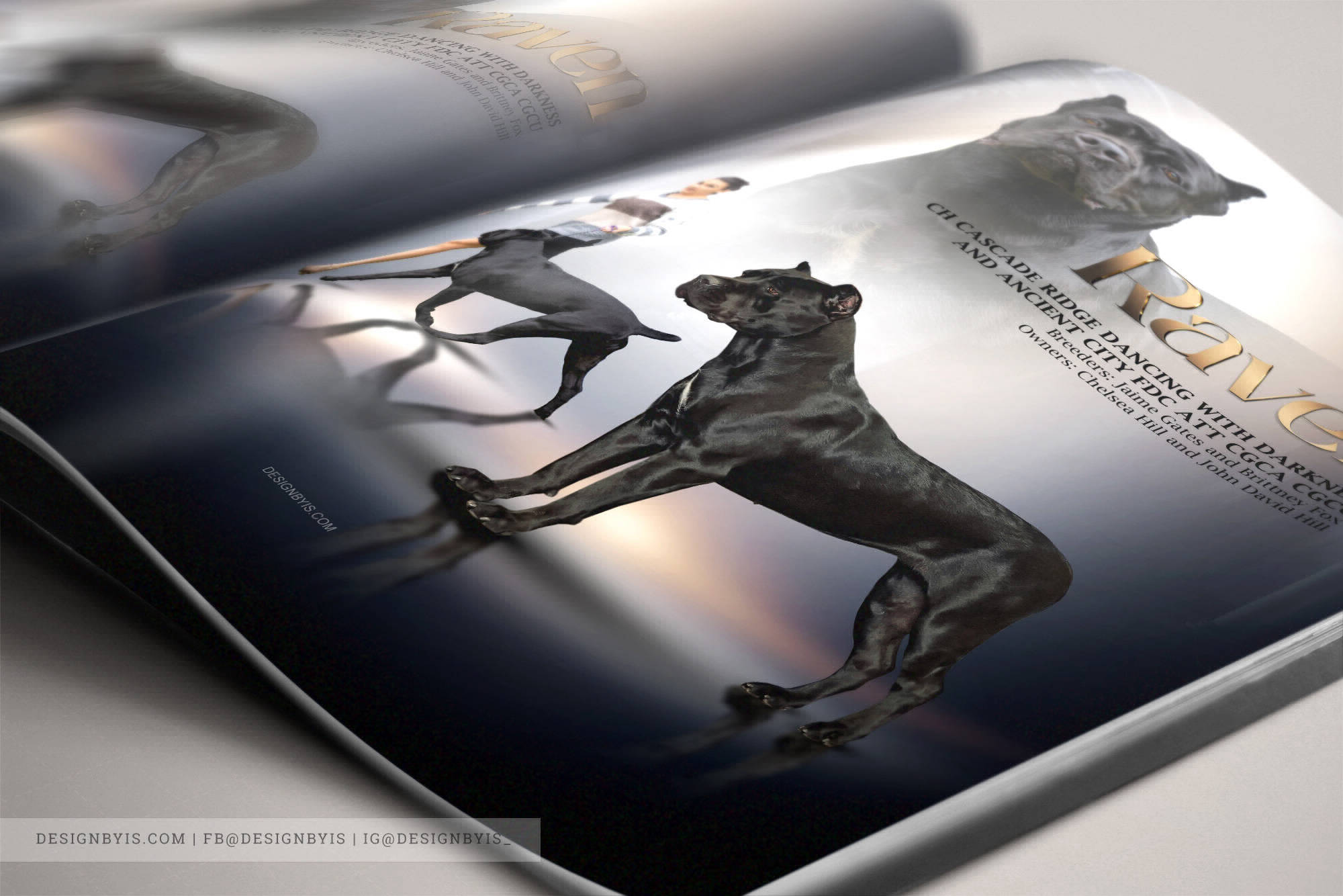 Cane corso dog