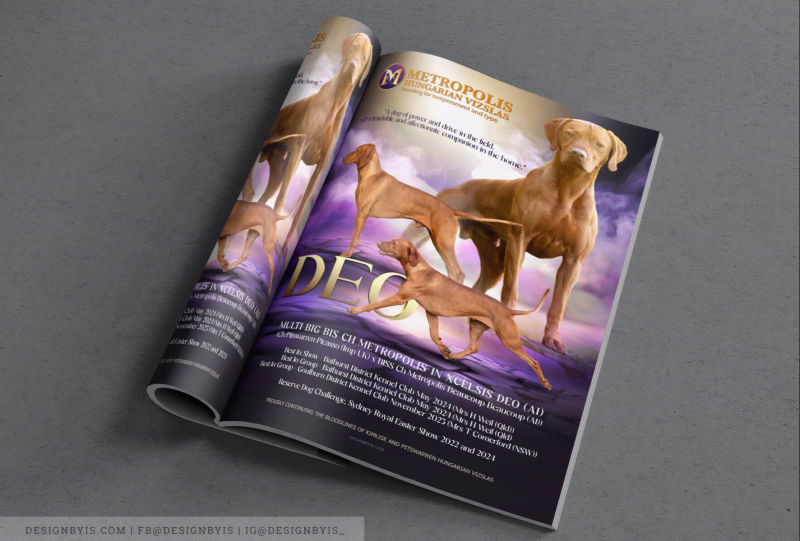 Vizsla kennel ads