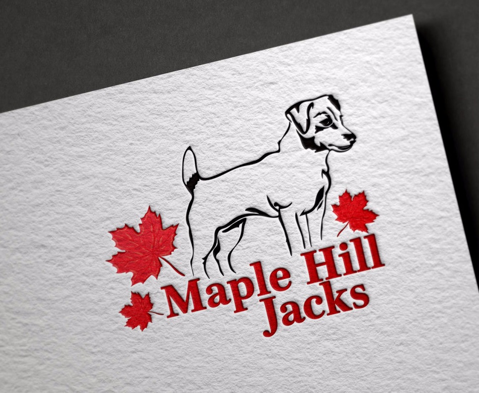 Jack Russell Terrier