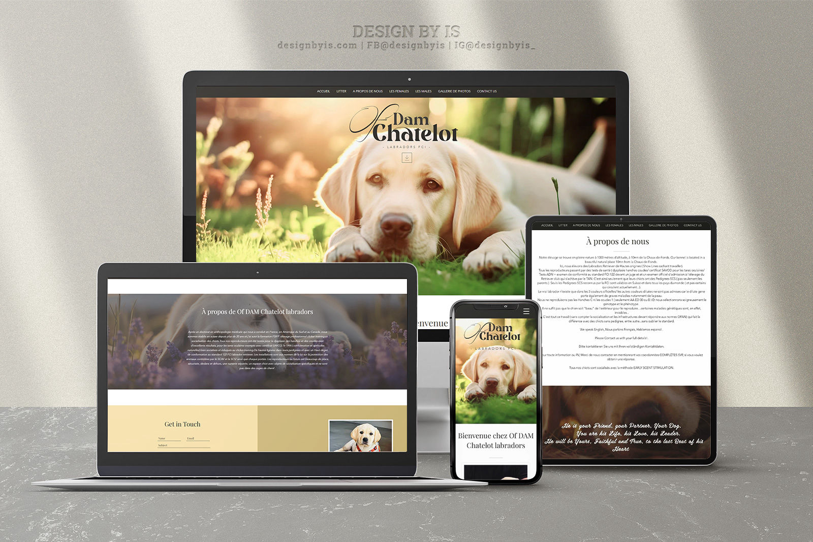 Labrador breeder website