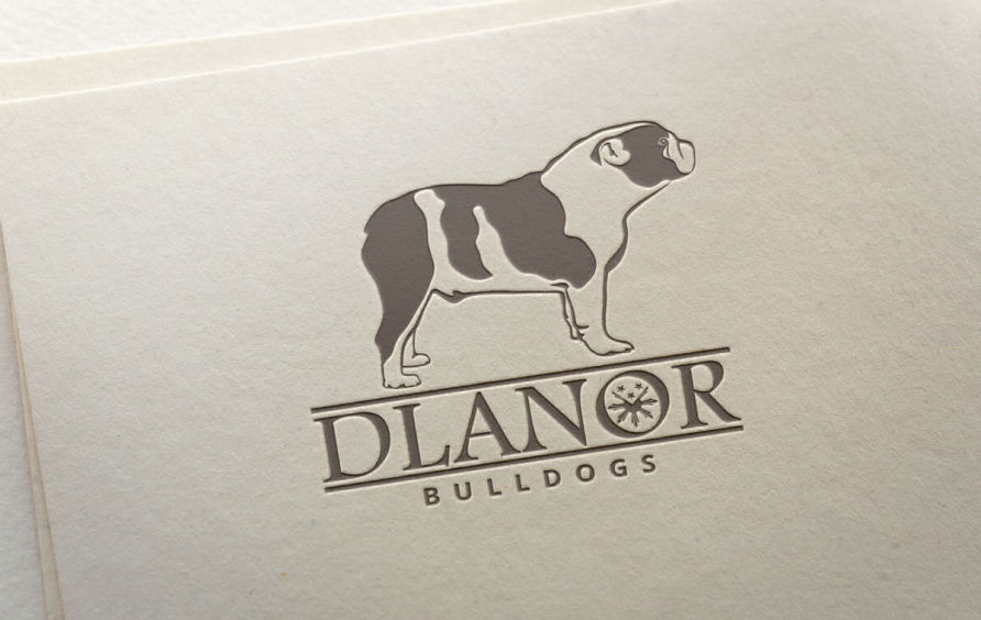 Bulldog vector drawing