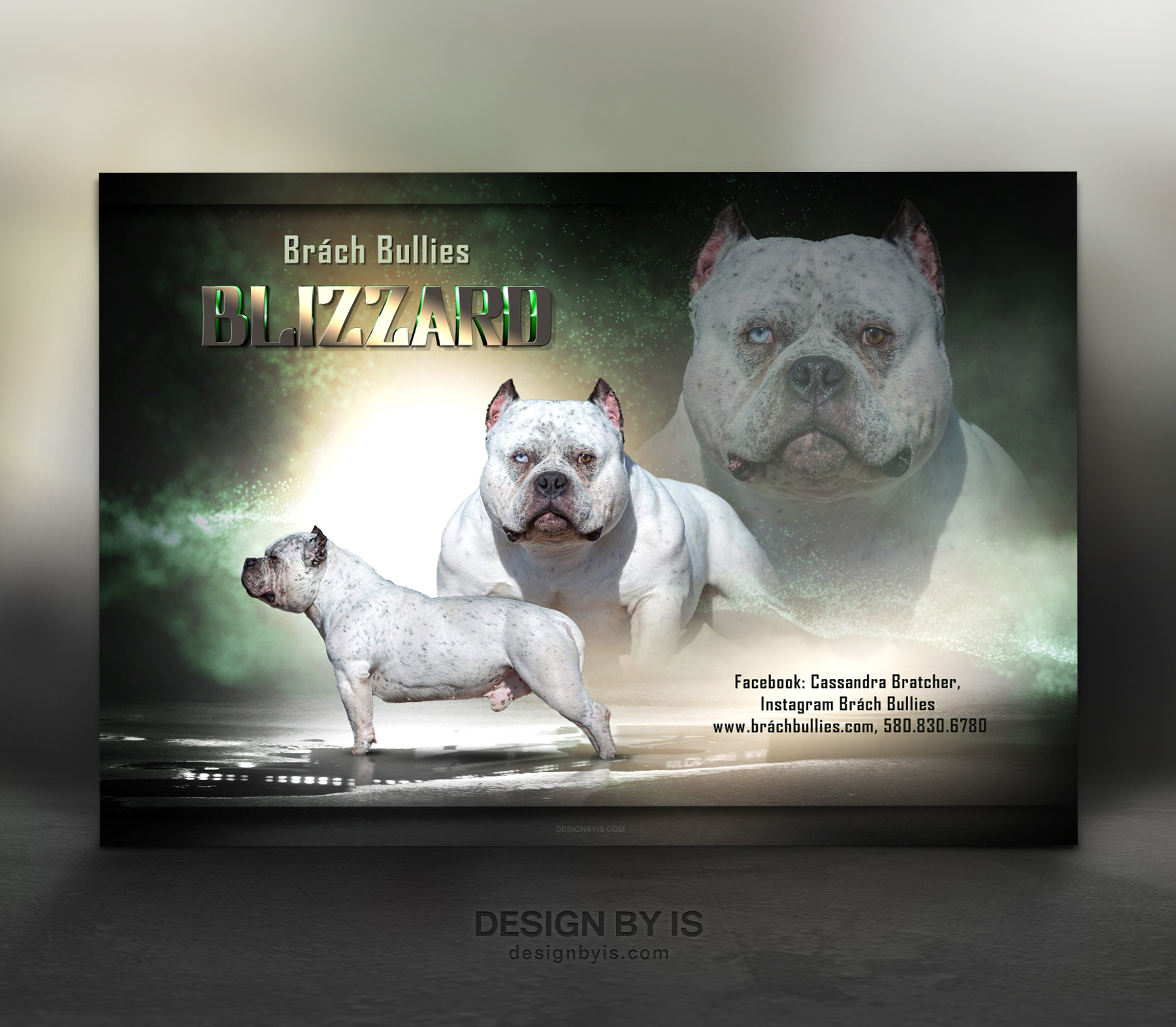 Bully stud banner. Graphics for breeders