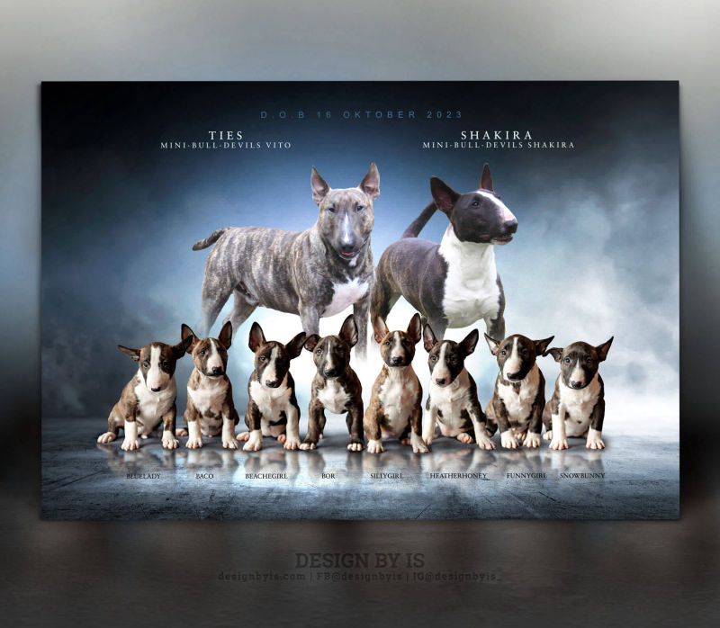 Bullterrier litter presentation