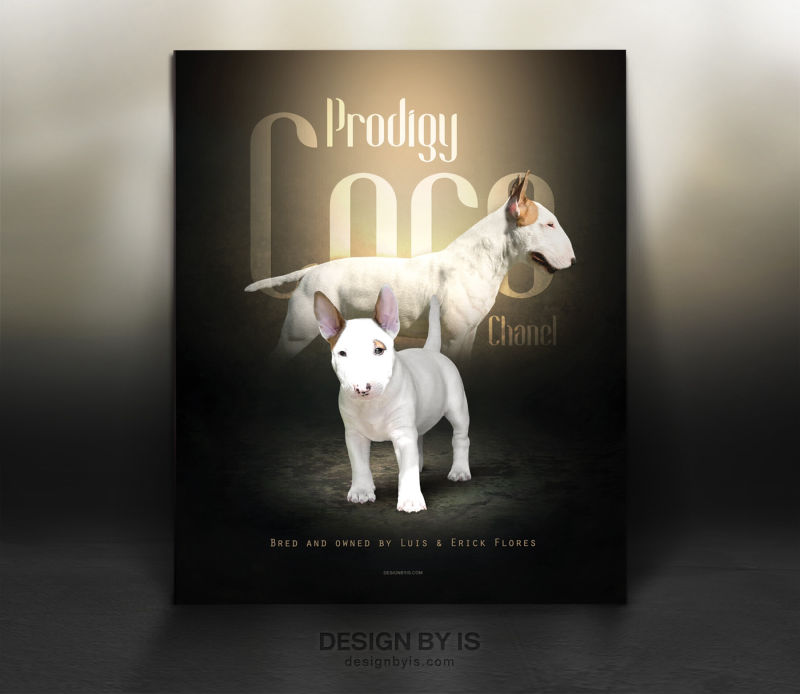  dog presentation proferrional design
